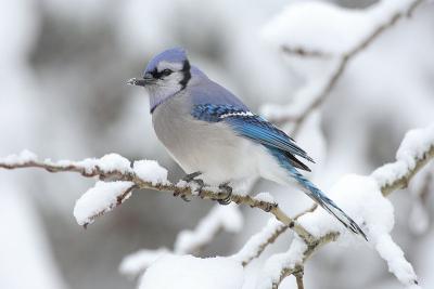 bluejay on snow covered tree branch