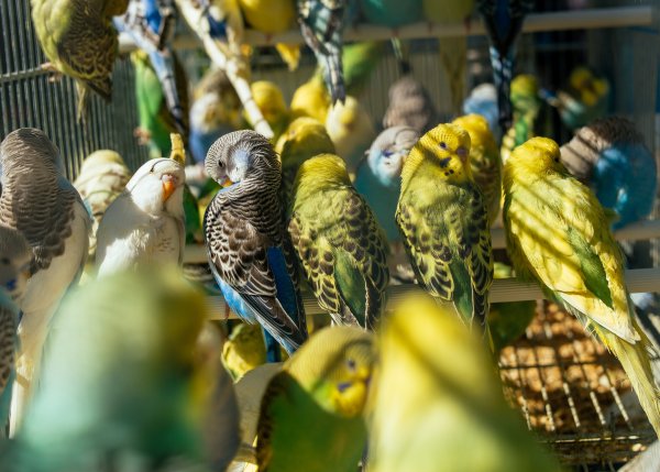 parakeets in assorted colors
