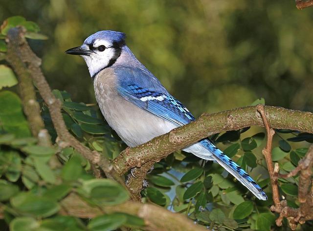 bluejay in tree