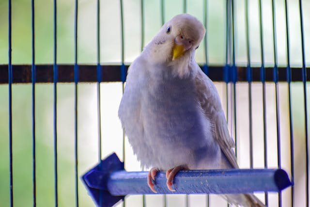 light blue parakeet on blue perch in bird cage