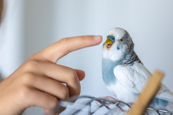 blue and white parakeet